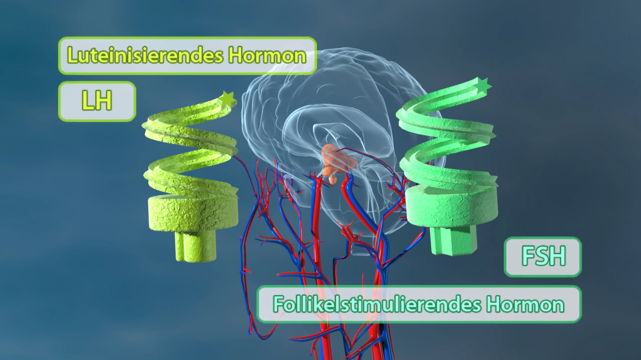 Grafik, die die Hormone LH (luteinisierendes Hormon) und FSH (follikelstimulierendes Hormon) sowie deren Verbindung zum Gehirn zeigt.