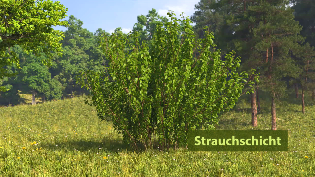 Eine dichte Strauchschicht in einer grünen Wiese, umgeben von Bäumen.