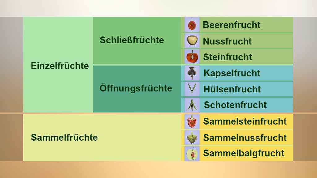 Tabelle mit verschiedenen Fruchtarten: Einzel- und Sammelfrüchte, sowie Öffnungsfrüchte und Schließfrüchte, mit Beispielen.