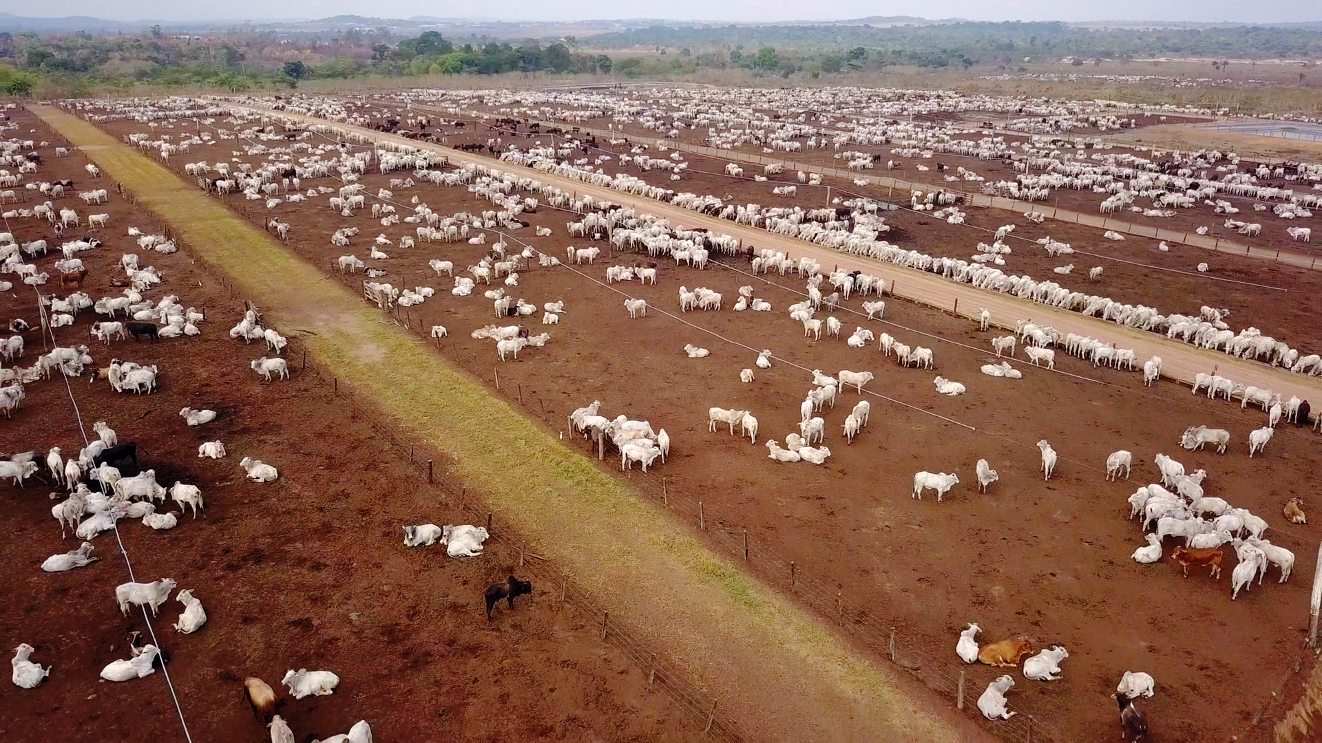 Große Herde weißer Rinder auf weitläufigem, trockenem Feld mit Trennwegen und Hügeln im Hintergrund