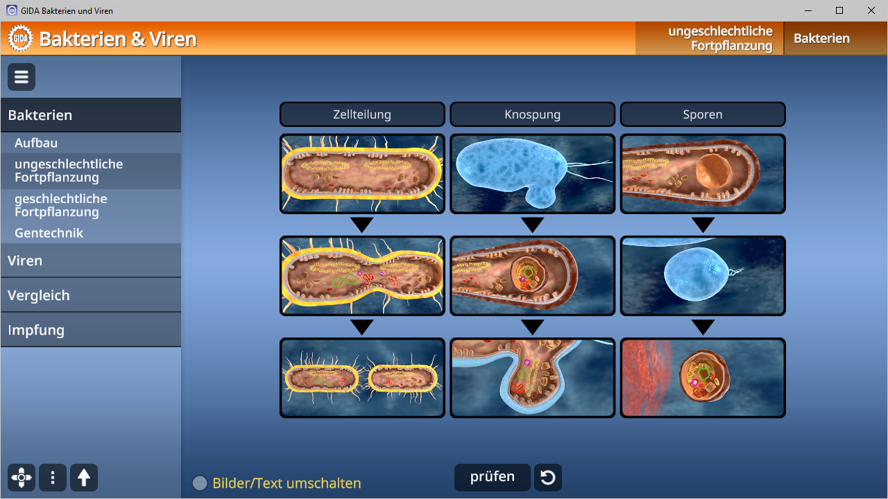 Diagramm zur Fortpflanzung von Bakterien und Viren, zeigt Zellteilung, Knospung und Sporenbildung.