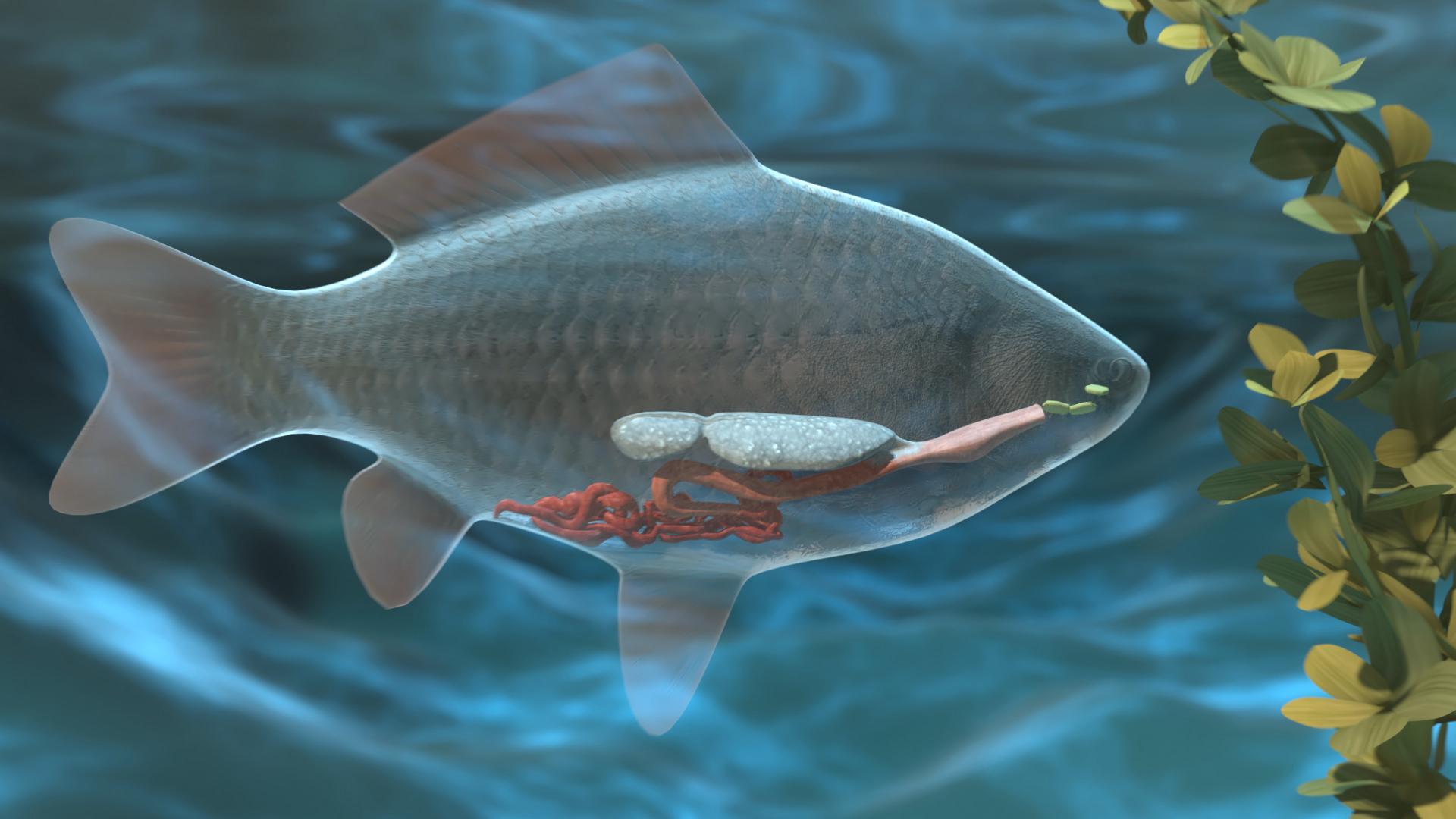 Ein transparenter Fisch, der einen Wurm im Maul hat, schwimmt im Wasser.