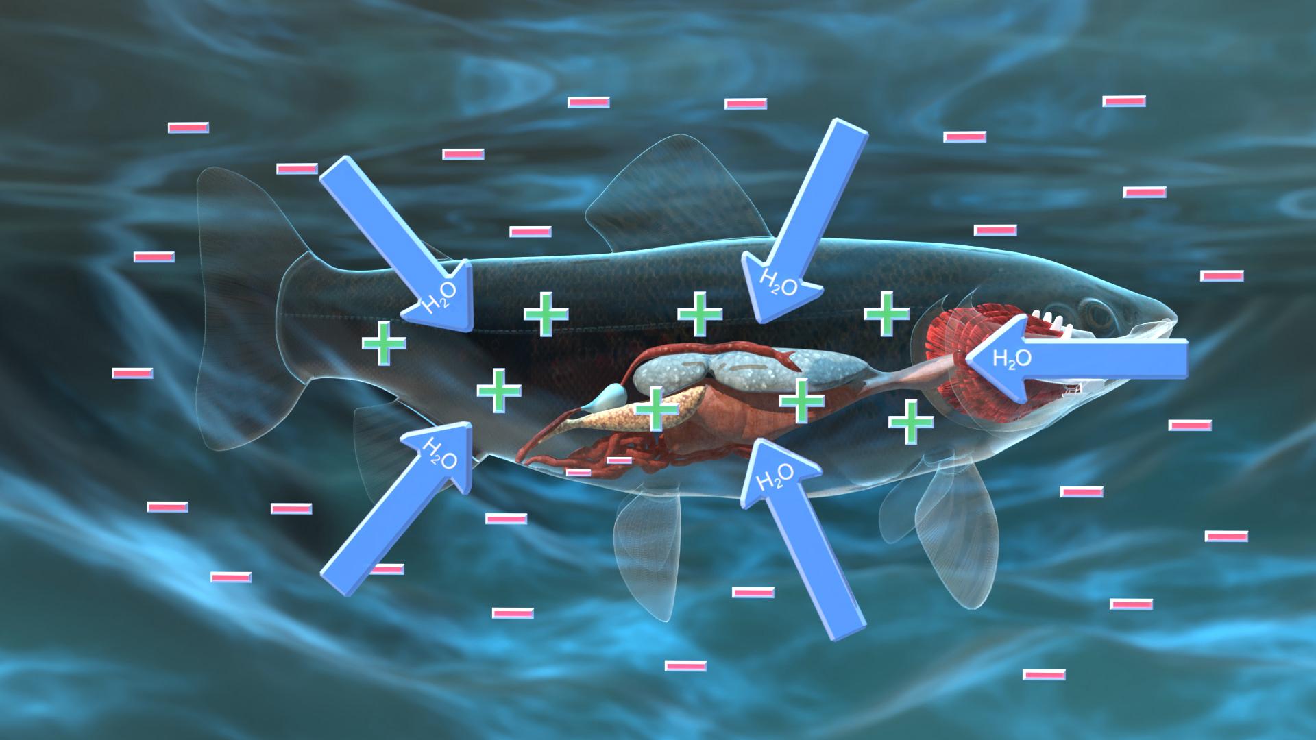 Diagramm eines Fisches mit hervorgehobenen Organen und Wasserfluss, zeigt die Wechselwirkung zwischen Wasser und inneren Organen.