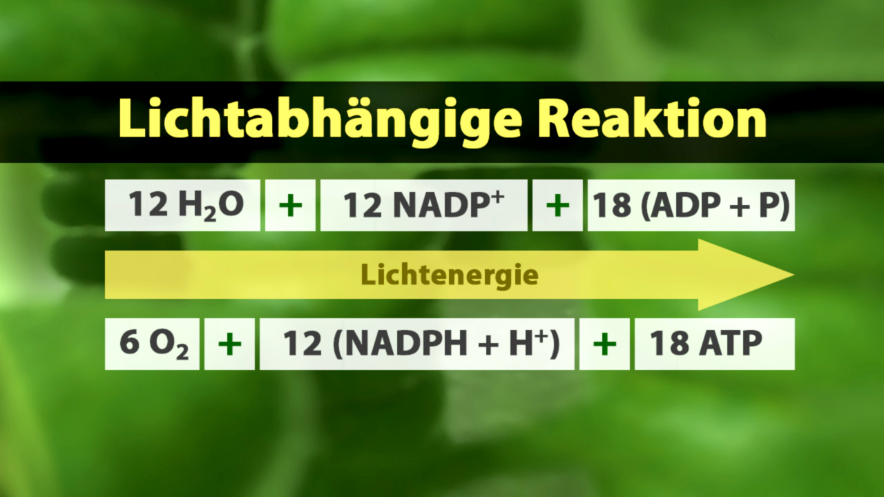 Diagramm der lichtabhängigen Reaktion mit chemischen Formeln und Lichtenergie.