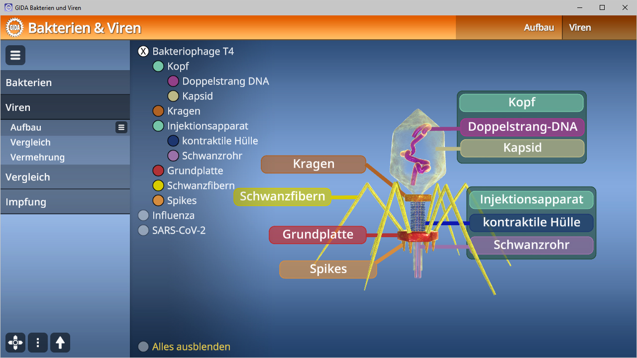 Diagramm einer Bakteriophagenstruktur mit beschrifteten Teilen wie Kopf, Kapsid, Schwanzfibrillen und Spikes.