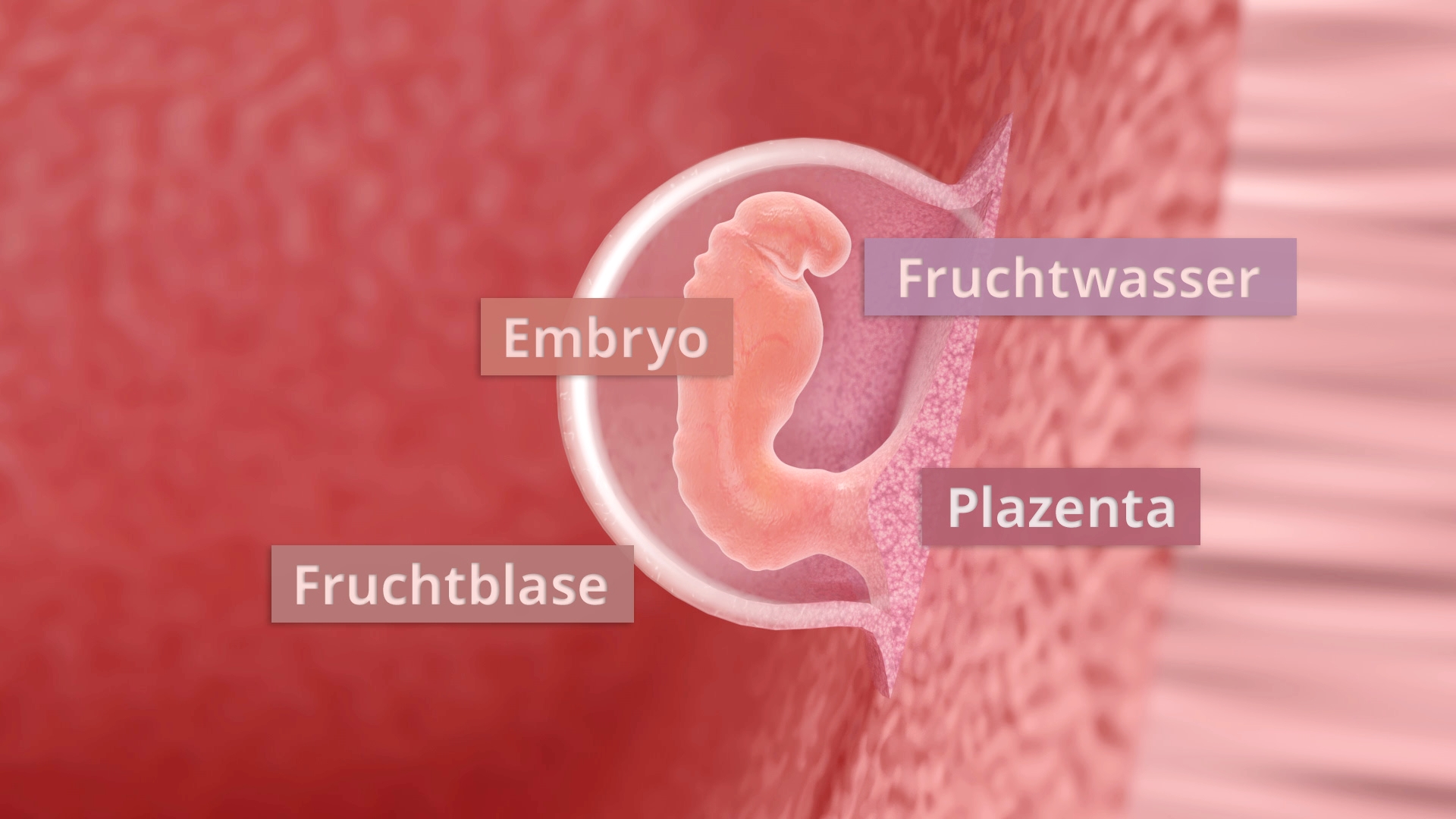 Diagramm eines menschlichen Embryos in der Gebärmutter mit Beschriftungen: Embryo, Fruchtblase, Fruchtwasser, Plazenta.