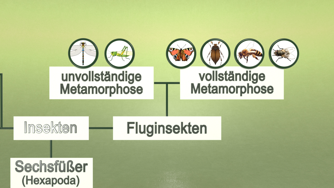 Diagramm zur Metamorphose von Insekten, unterteilt in unvollständige und vollständige Metamorphose, mit Illustrationen von verschiedenen Insekten.