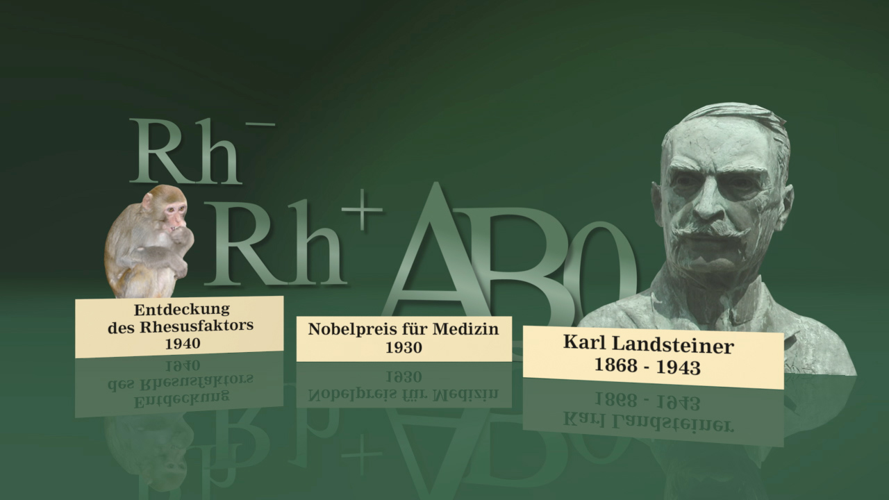 Grafik zur Entdeckung des Rhesusfaktors mit einem Affen, einem Porträt von Karl Landsteiner und den Jahren 1940 und 1930 für den Nobelpreis.