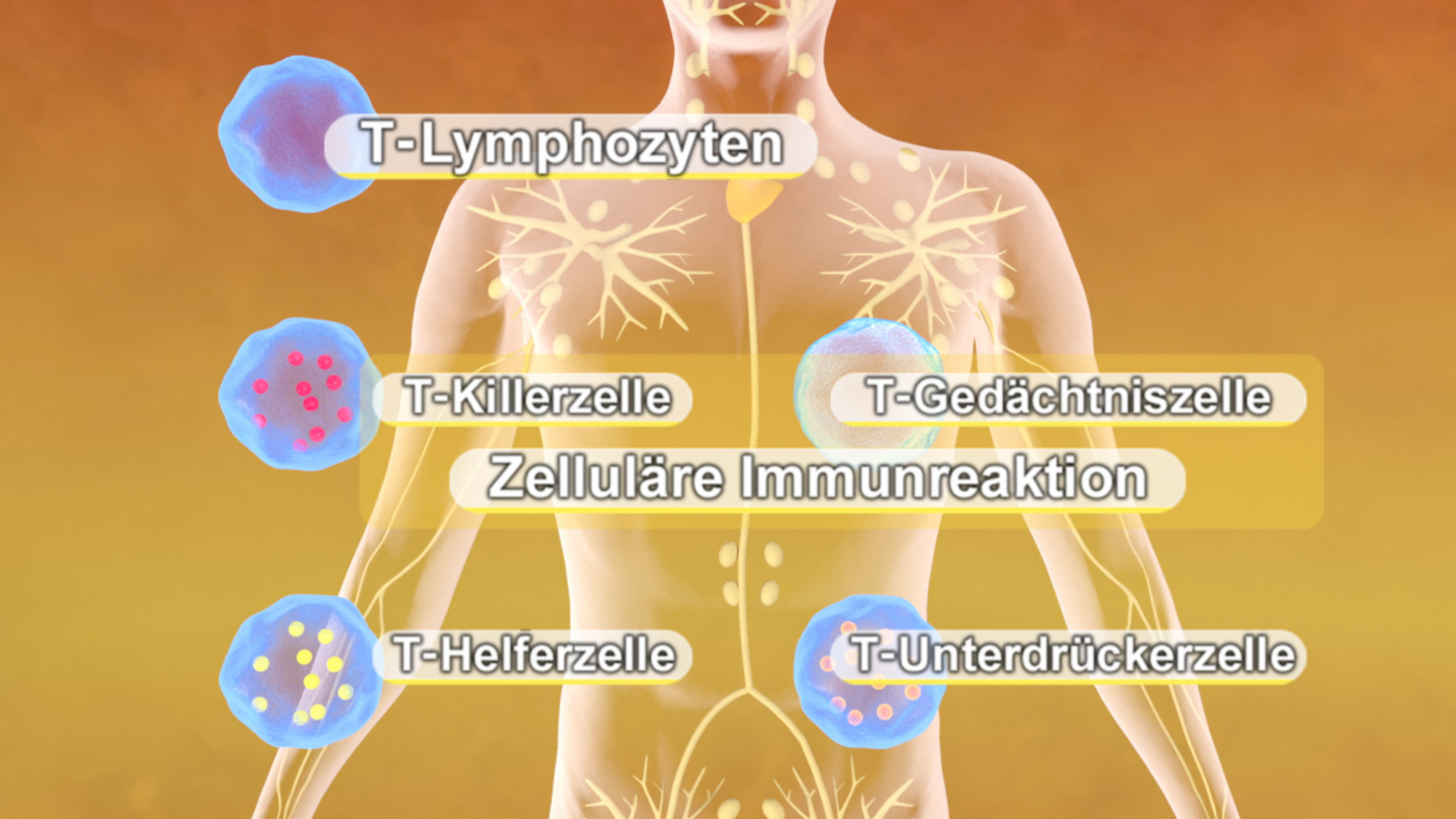 Grafik zeigt die Zelluläre Immunreaktion mit verschiedenen Immunzellen: T-Lymphozyten, T-Killerzellen, T-Gedächtniszellen, T-Helferzellen und T-Unterdrückerzellen.