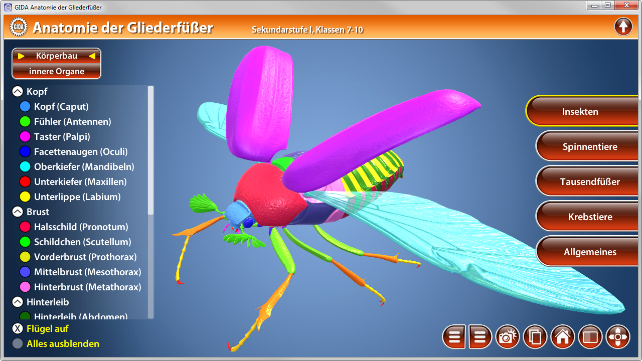 3D-Modell eines Insekts mit farbigen Körperteilen, zeigt Kopf, Brust und Flügel.