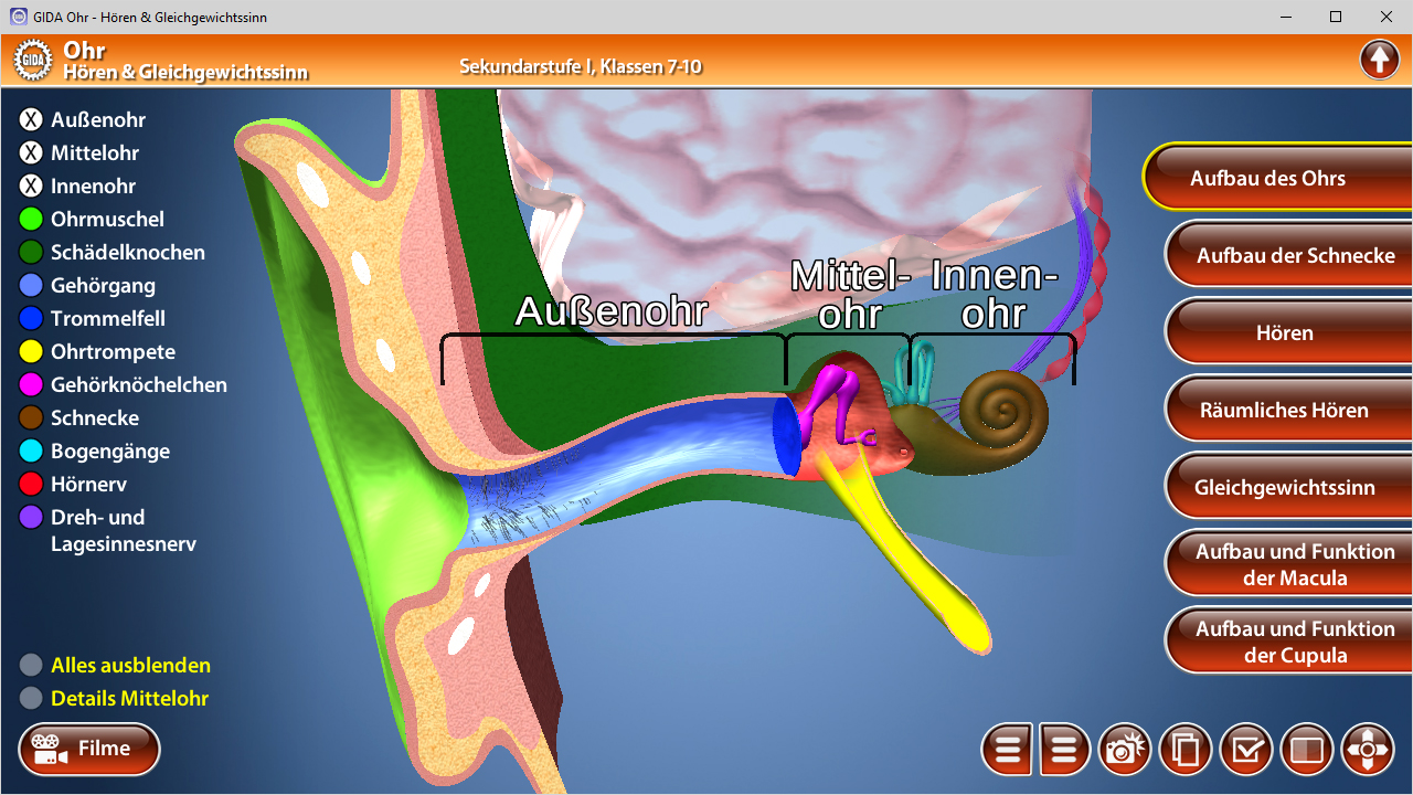 Interaktive Darstellung des menschlichen Ohrs mit Beschriftungen für Außenohr, Mittelohr und Innenohr.