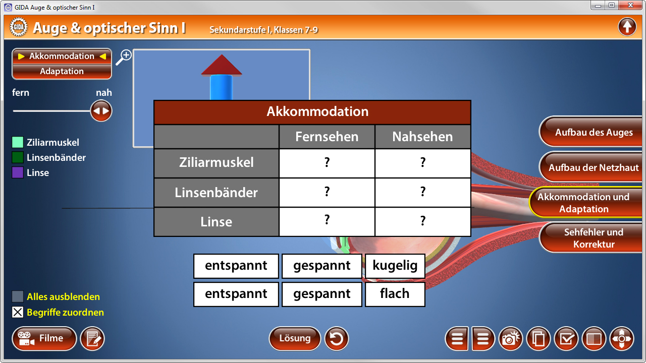 Tabelle zur Akkommodation des Auges mit Begriffen für fern und nah, Ziliarmuskel, Linsenbänder und Linse.