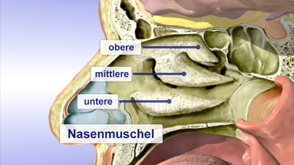 Anatomische Darstellung der Nasenmuscheln mit Bezeichnungen für obere, mittlere und untere Nasenmuschel.