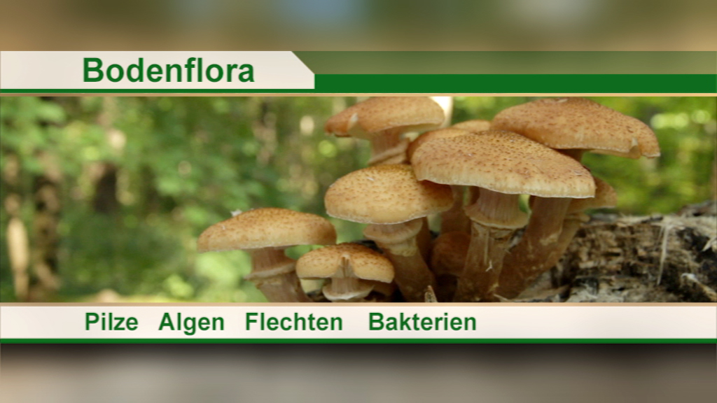 Nahaufnahme von Pilzen, die auf einem Baumstamm wachsen, umgeben von natürlicher Vegetation.