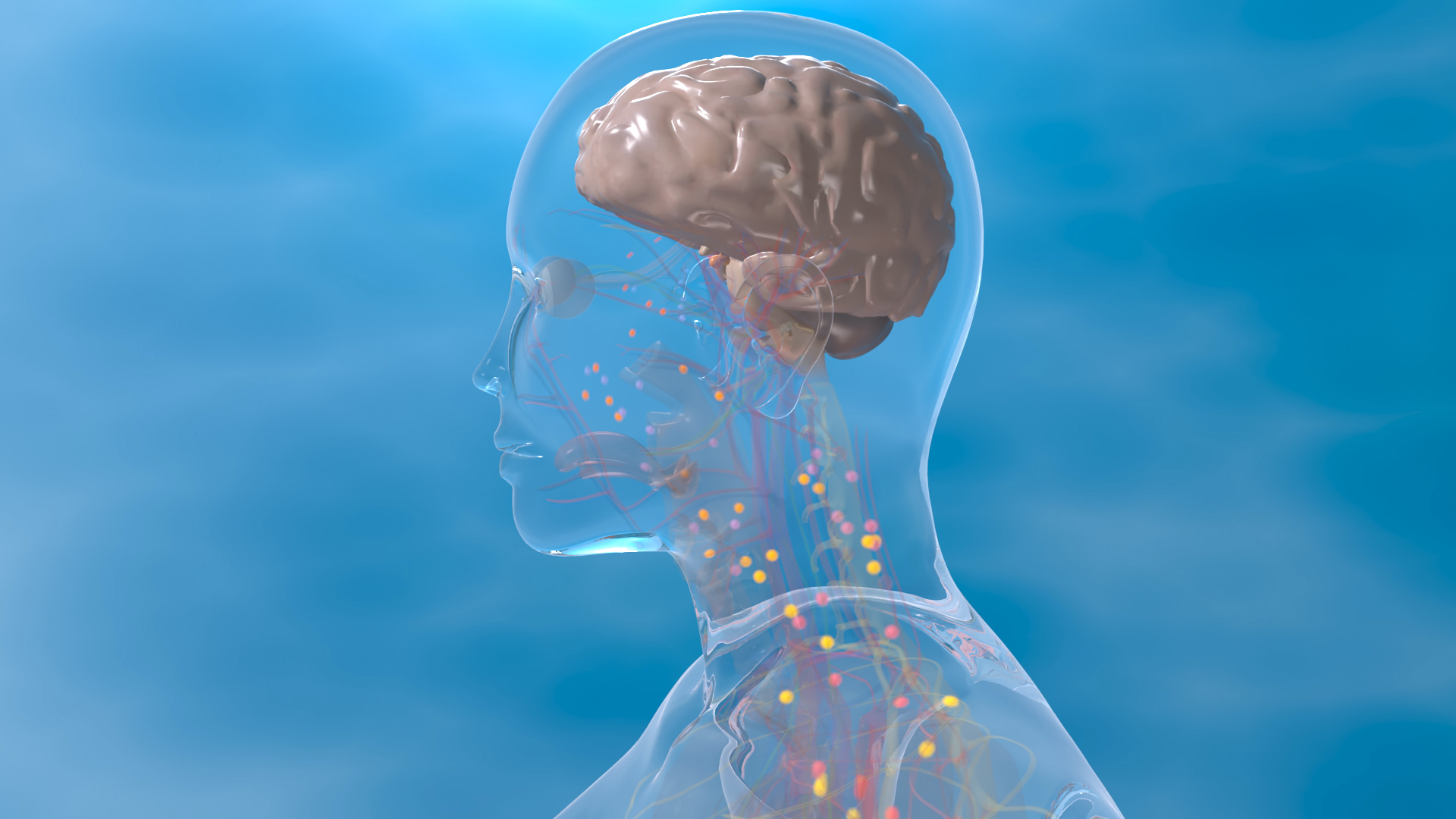 3D-Darstellung des menschlichen Körpers mit hervorgehobenem Gehirn und Nervensystem.