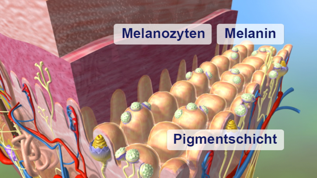 Grafik, die die Hautschichten zeigt, mit Beschriftungen für Melanozyten, Melanin und Pigmentschicht.