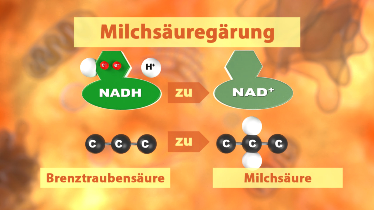 Diagramm zur Milchsäuregärung, zeigt Umwandlung von NADH zu NAD+ und von Brenztraubensäure zu Milchsäure.