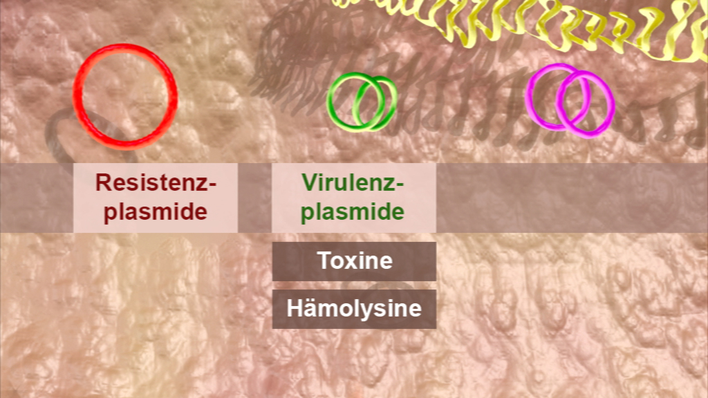 Diagramm, das Resistenzen und Virulenz von Plasmiden zeigt, mit den Kategorien 'Resistenzplasmide', 'Virulenzplasmide', 'Toxine' und 'Hämolysine'.