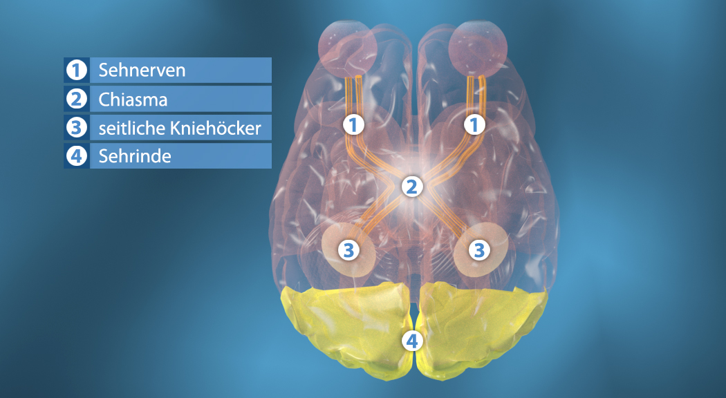 Illustration des menschlichen Gehirns mit Beschriftungen der Sehnerve, Chiasma, seitliche Kniehöcker und Sehrinde.