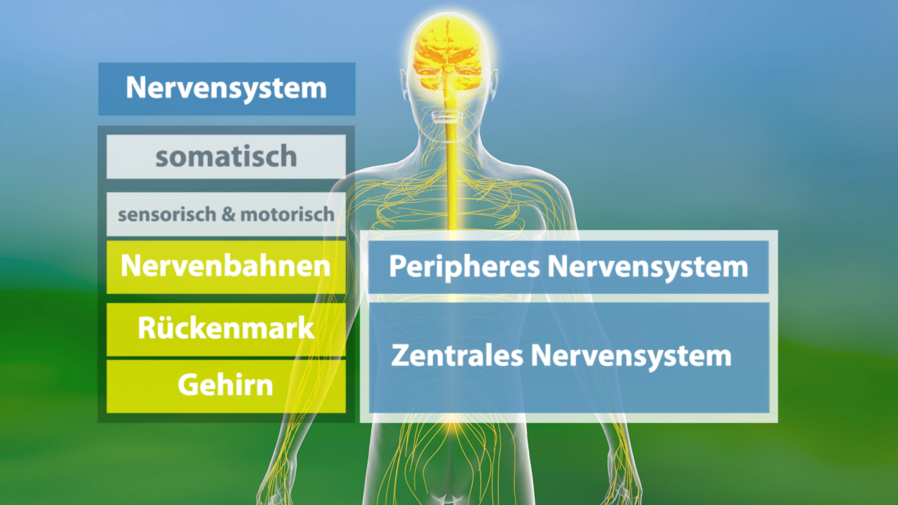 Diagramm des Nervensystems mit den Hauptbestandteilen: somatisch, sensorisch, motorisch, Nervenbahnen, Rückenmark, Gehirn, peripheres und zentrales Nervensystem.