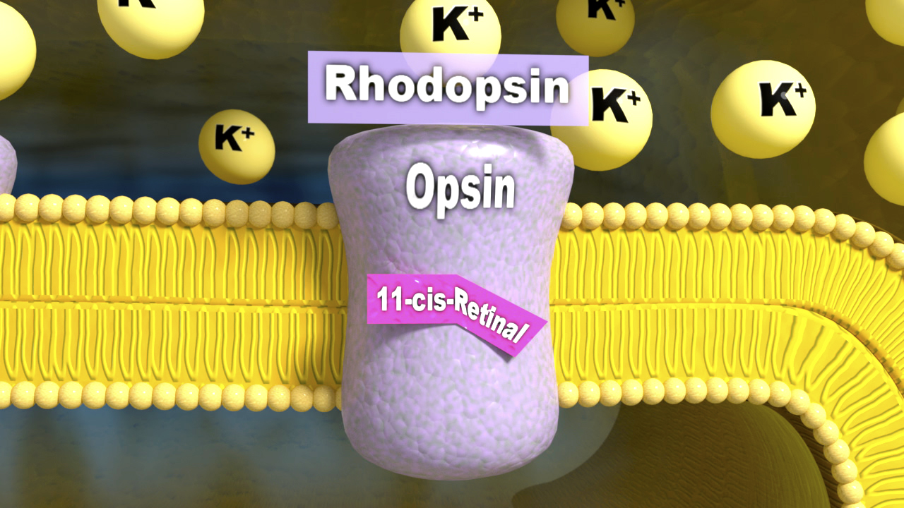 Illustration eines Rhodopsin-Moleküls mit Beschriftungen für Opsin und 11-cis-Retinal, umgeben von Kaliumionen.