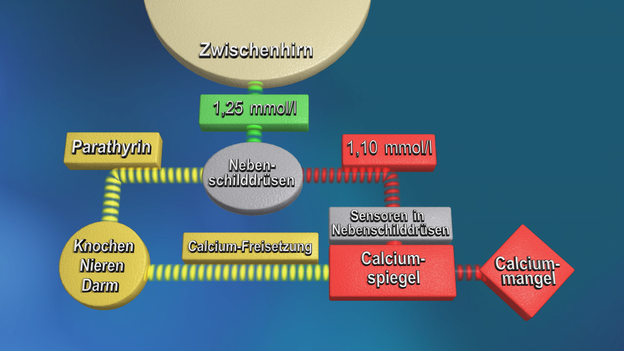 Infografik über den Calciumstoffwechsel im Körper, zeigt die Rolle von Parathyrin und Nebenschilddrüsen bei der Regulierung des Calciumspiegels.