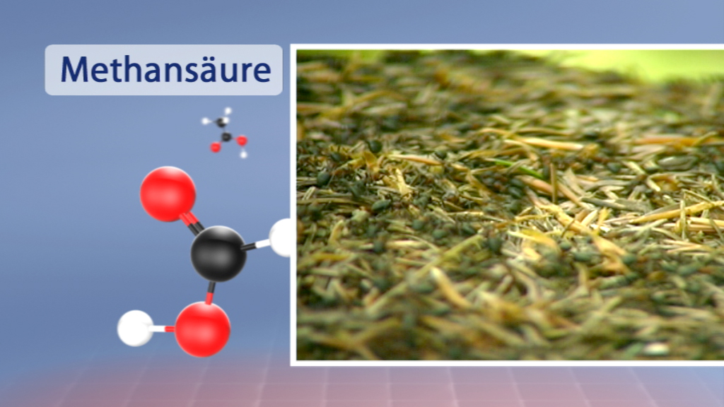 Molekülstruktur von Methansäure neben einer Nahaufnahme von getrocknetem Gras.