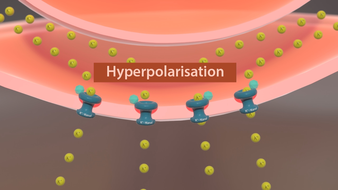 Grafik zur Hyperpolarisation mit Molekülen und Ionen, die durch eine Membran fließen.