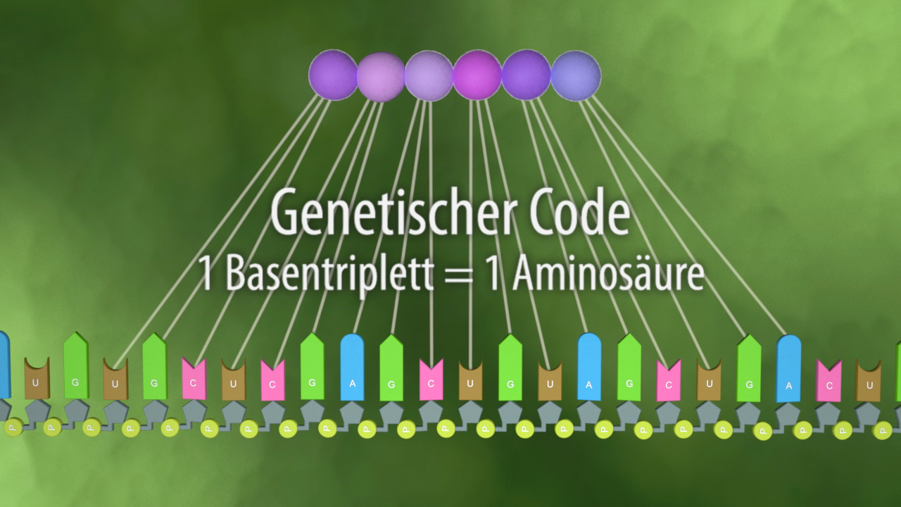 Grafik, die den genetischen Code darstellt, mit der Erklärung: '1 Basentriplett = 1 Aminosäure'.