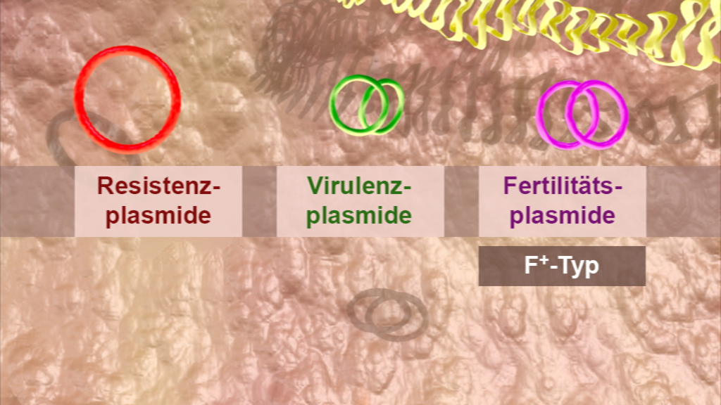 Diagramm, das drei Arten von Plasmiden zeigt: Resisten-plasmide, Virulenz-plasmide und Fertilitäts-plasmide, mit entsprechenden Symbolen.