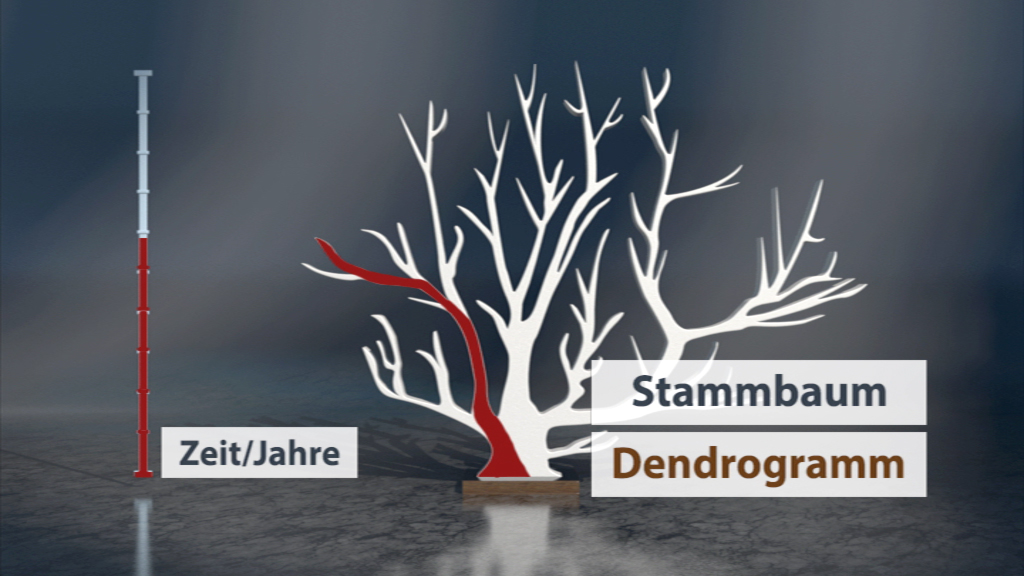 Dendrogramm mit Zeitachse, zeigt einen Stammbaum und die Entwicklung über Jahre.