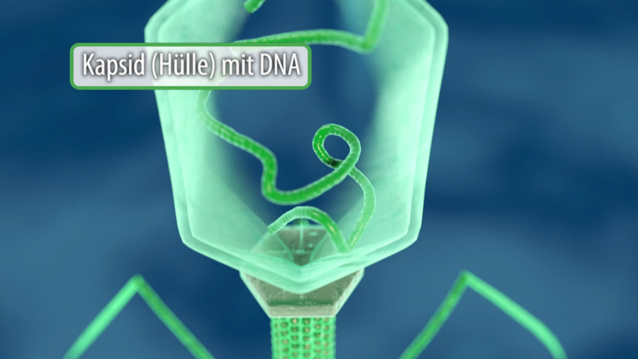 3D-Darstellung eines Virus mit Kapsid und DNA, grüne Struktur auf blauem Hintergrund.