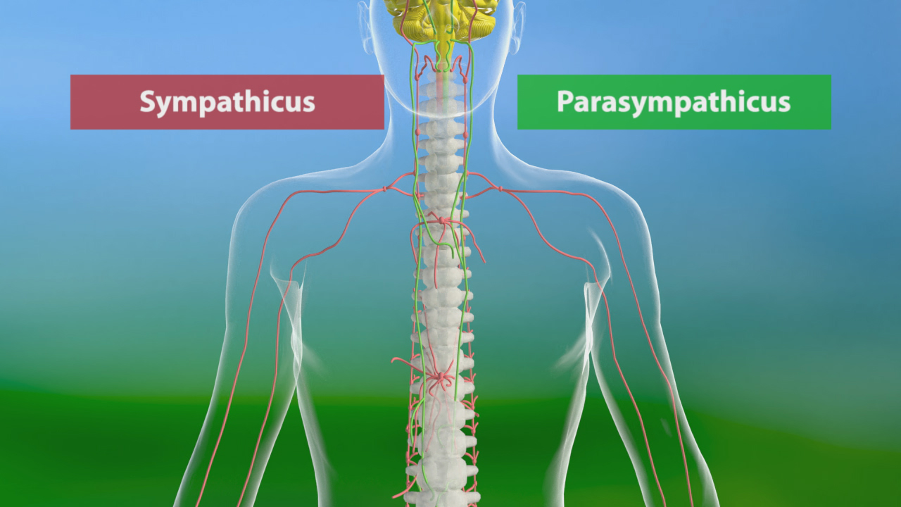 Diagramm des menschlichen Nervensystems mit den Bereichen Sympathicus (rot) und Parasympathicus (grün)