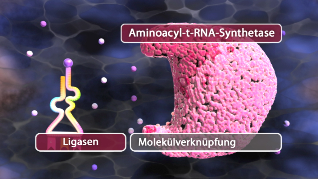 Diagramm der Aminoacyl-t-RNA-Synthetase mit den Begriffen 'Ligasen' und 'Molekülverknüpfung'.