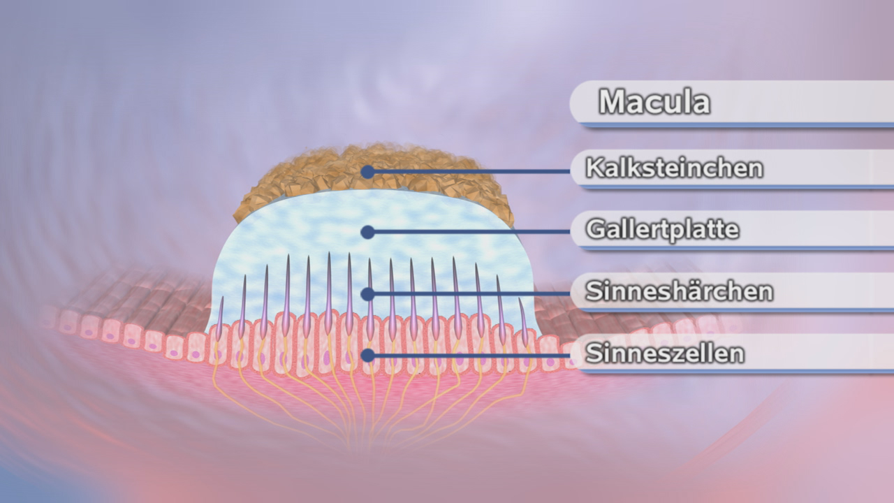 Diagramm der Macula mit Beschriftungen für Kalksteinchen, Gallertplatte, Sinneshärchen und Sinneszellen.