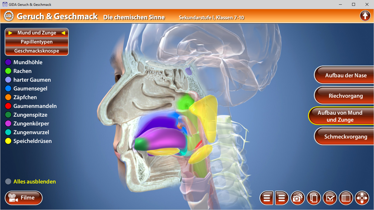 3D-Darstellung des menschlichen Mundes und Zunge mit Beschriftungen der Teile und Funktionen.
