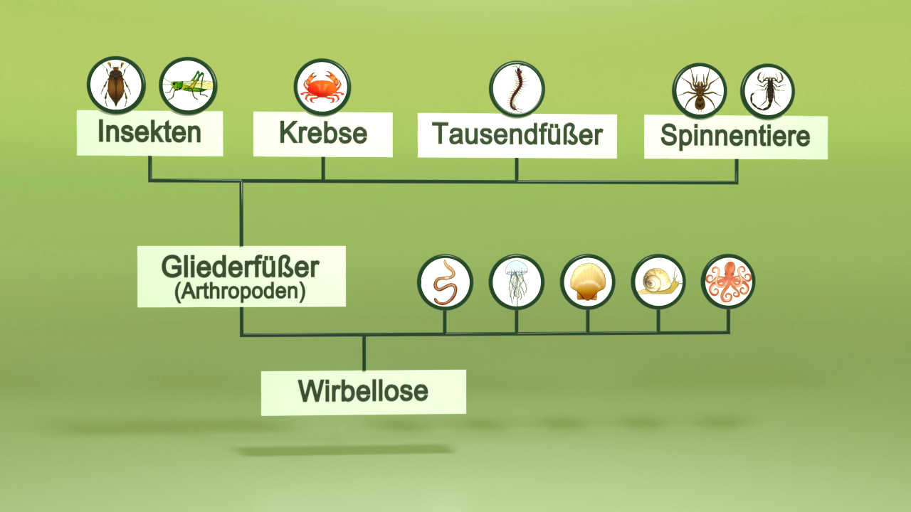 Diagramm der Gliederfüßer (Arthropoden) mit Untergruppen: Insekten, Krebse, Tausendfüßer und Spinnentiere, sowie die Kategorie Wirbellose.