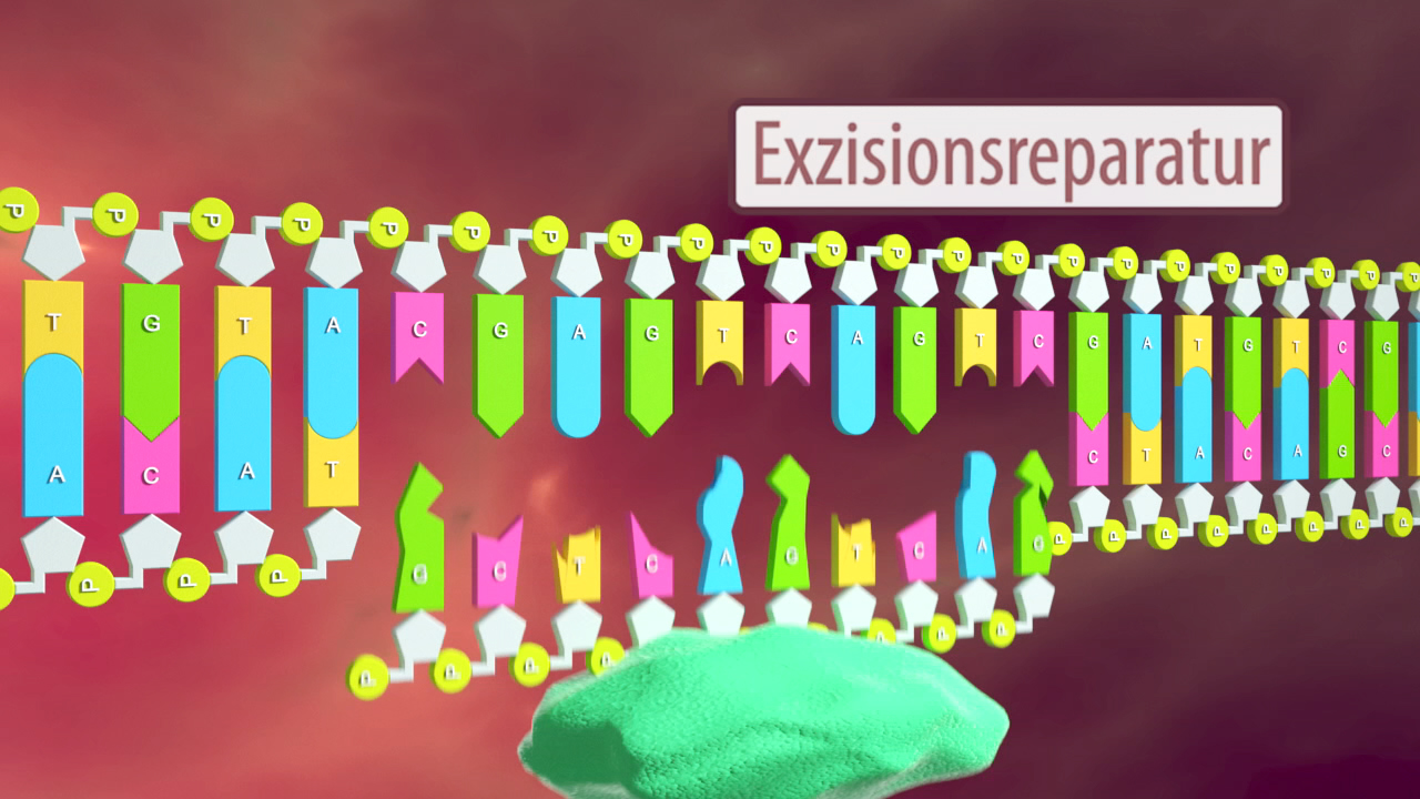 Diagramm zur Exzisionsreparatur mit DNA-Strängen, die beschädigte Stellen zeigen und Reparaturmechanismen darstellen.