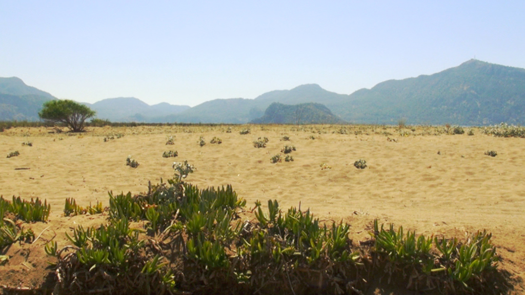 Weite Wüstenlandschaft mit niedrigem Bewuchs und Bergen im Hintergrund.