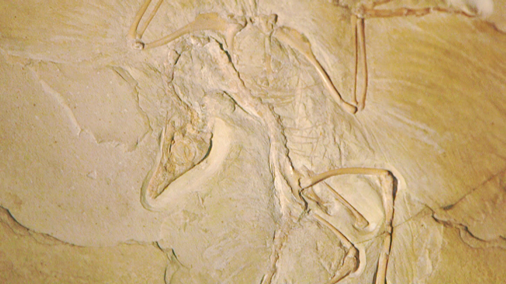 Fossil eines prähistorischen Tieres mit gut erhaltenem Skelett, eingebettet in Stein.