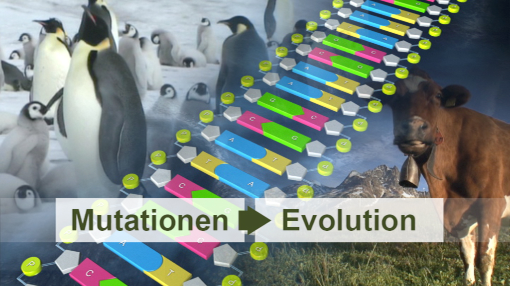Collage mit Pinguinen, einer Kuh und einer DNA-Darstellung, die den Übergang von Mutationen zur Evolution zeigt.