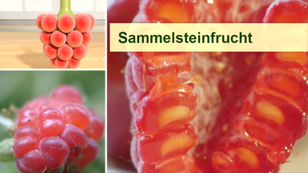 Eine Collage von Sammelsteinfrüchten, darunter Himbeeren und eine geschnittene Frucht, die die Samen zeigt.