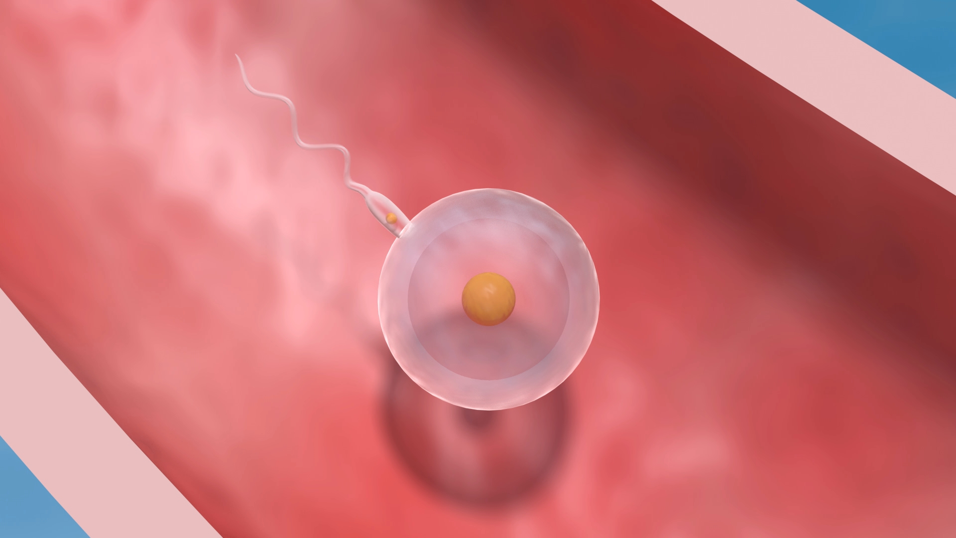 Animation eines Spermiums, das eine Eizelle in einer roten Umgebung erreicht.