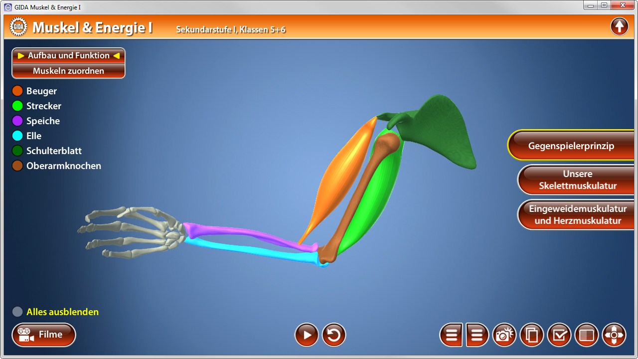 Interaktive Darstellung des menschlichen Arms mit den Hauptmuskeln: Beuger, Strecker, und Schulterblattmuskel.