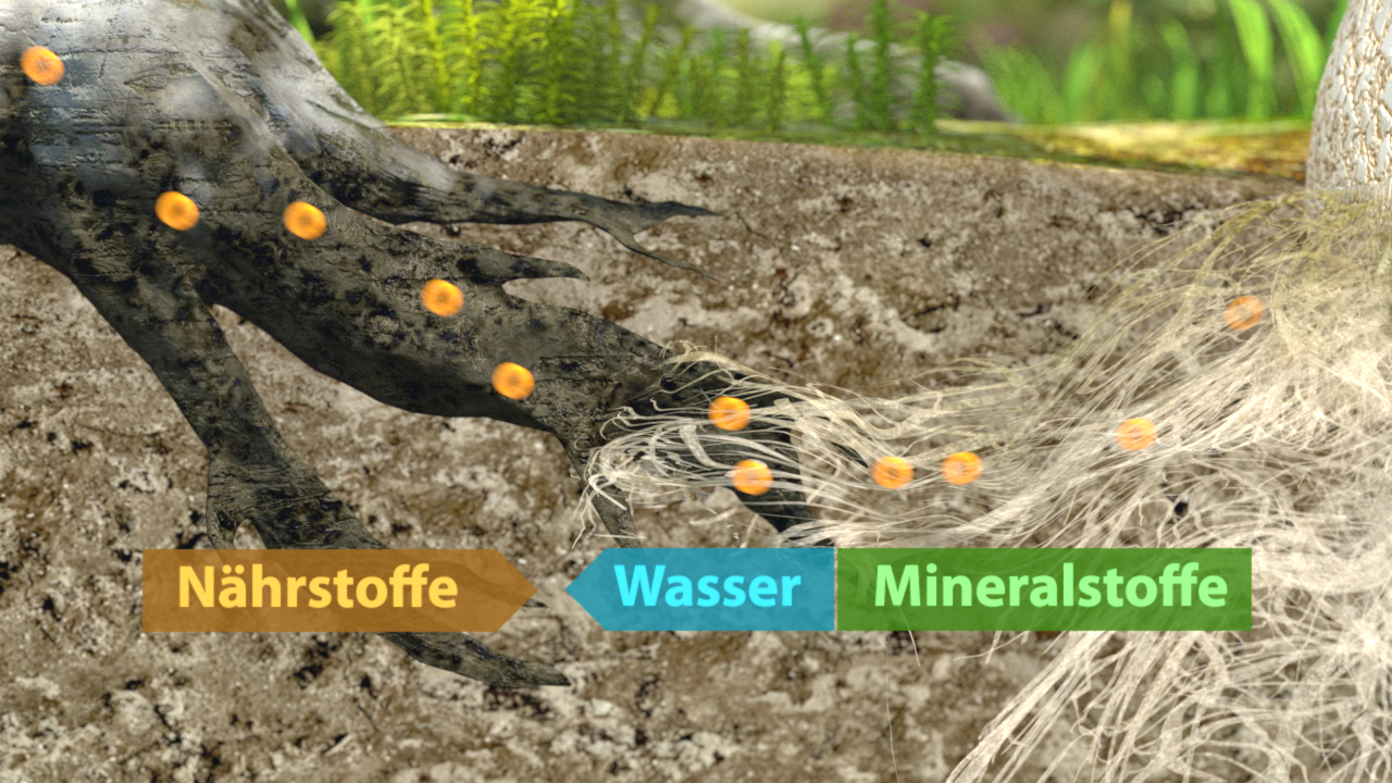 Grafik, die den Transport von Nährstoffen, Wasser und Mineralstoffen durch Wurzeln darstellt.