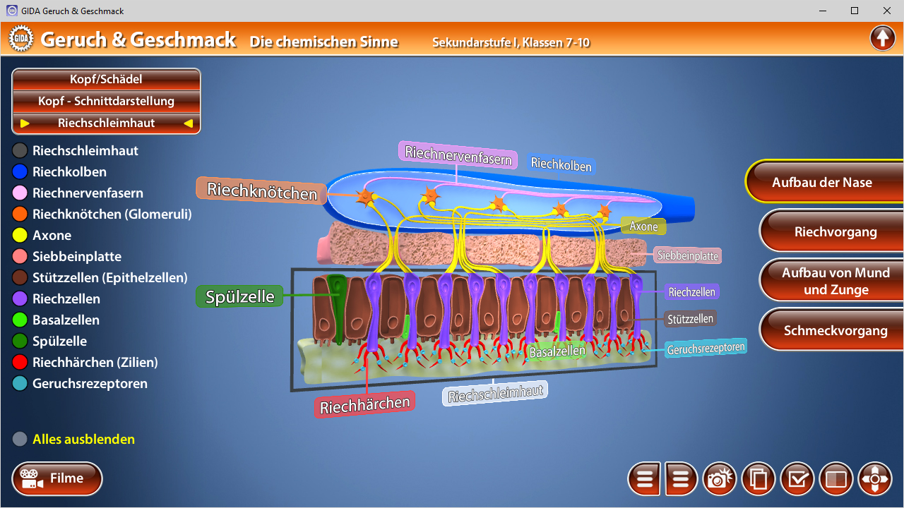 Diagramm der menschlichen Riechschnecke mit Beschriftungen zu Riechzellen und deren Funktionen.