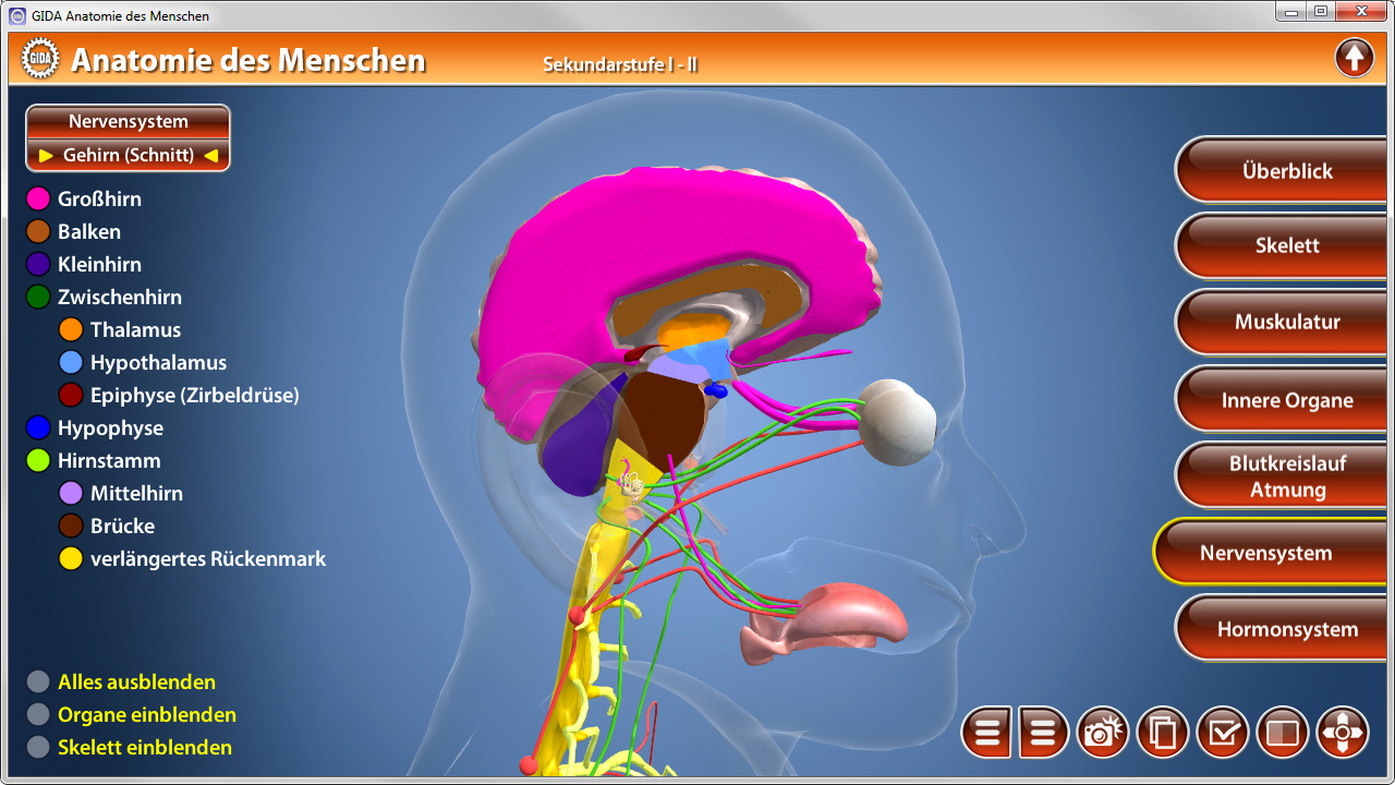 3D-Darstellung des menschlichen Nervensystems mit hervorgehobenen Teilen wie Gehirn, Rückenmark und Nerven.