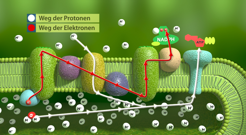 Diagramm zur Elektronentransportkette mit Protonen- und Elektronenwegen, zeigt NADH und ATP-Produktion.