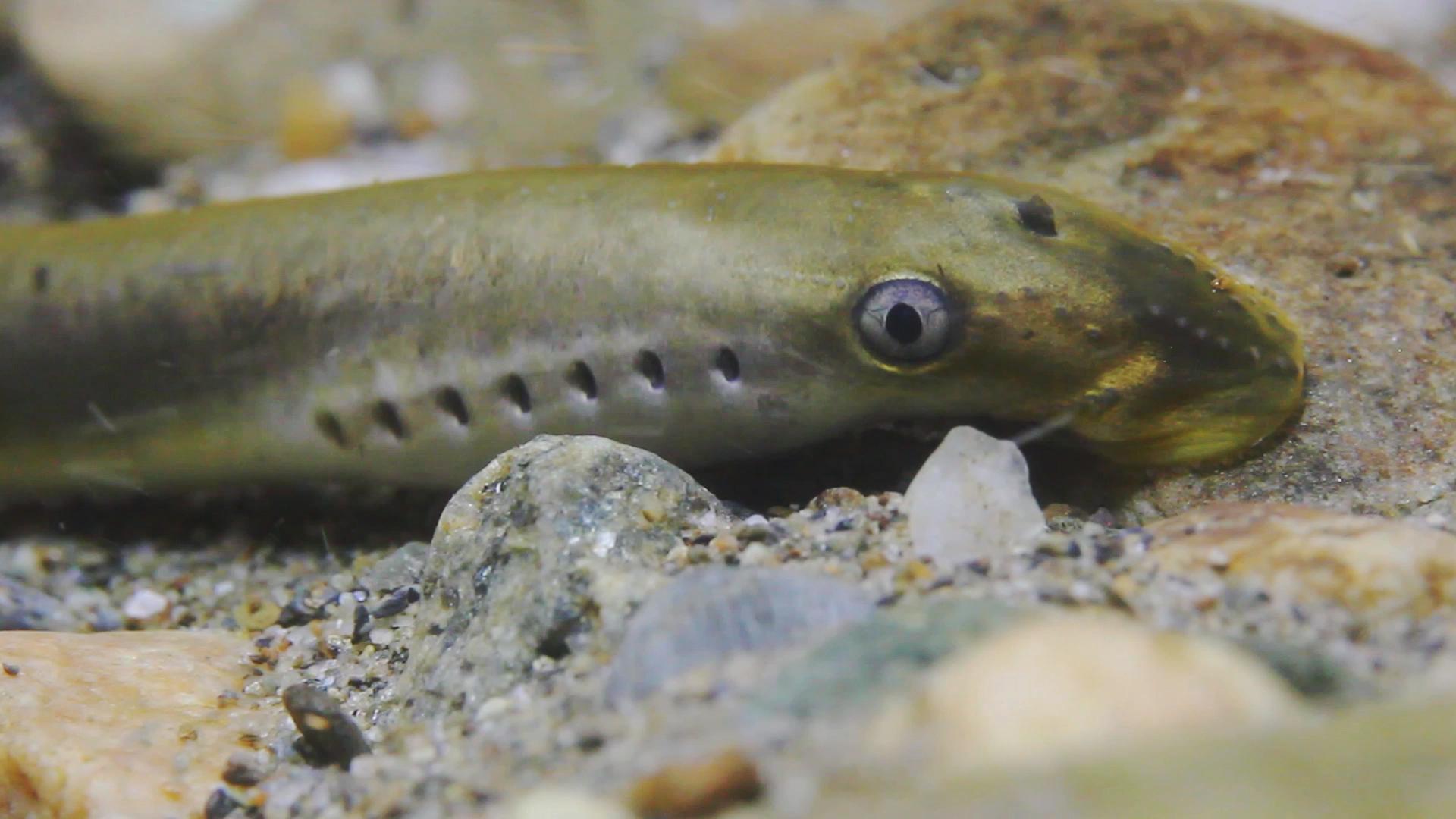 Ein Fisch mit einem langen, schmalen Körper und einer spitzen Schnauze, der auf dem Grund eines Gewässers zwischen Steinen liegt.