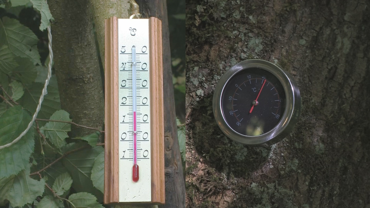 Ein Thermometer und ein Hygrometer an einem Baum, beide zeigen Temperatur und Luftfeuchtigkeit an.